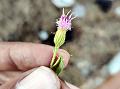 Toothed Camphor-Weed