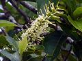 Toothed-Leaf Featherwood