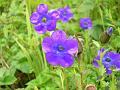 Trailing Bellflower