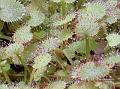 Trailing Sundew