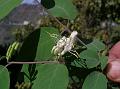 Translucent Honeysuckle