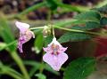 Travancore Balsam