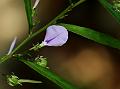 Travancore Greenviolet
