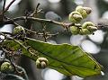 Travancore Marsh Nut