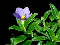 Travancore Persian Violet