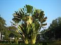 Traveler's Palm