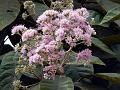 Tree Vernonia