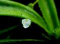 Tree-Dwelling Dew-Grass