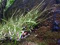 Tree-Dwelling Lawngrass