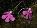 Tree-Dwelling Nilgiri Balsam
