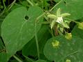 Trellis-Vine