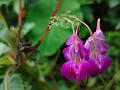 Trilobed Balsam