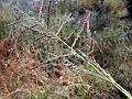 Tropical Cupgrass