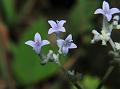 Tubeflower Starviolet