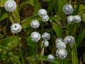 Tuberous Pipewort