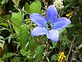 Twining Bonnet Bellflower