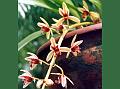 Two-Colored Cymbidium