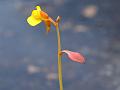 Two-Flower Bladderwort