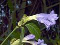 Two-Headed Coneflower