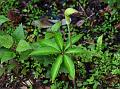 Two-Leaf Whipcord Cobra Lily