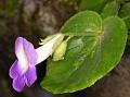 Two-Leaved Chirita