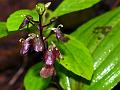 Two-Lobed Liparis