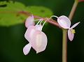 Two-Petal Begonia