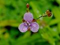 Two-Shaped Dewflower