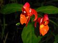 Tyrian Red Balsam