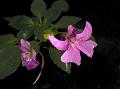 Umbelled Balsam