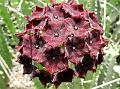Umbelled Caralluma