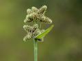 Umbrella Grass