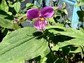 Upright Spiderwort