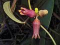 Urn-Flower Creeper