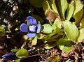 Urn-bearing Gentian