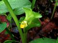 Vaman Turmeric