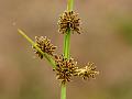 Variable Flatsedge