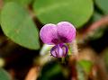 Variable-Leaf Desmodium