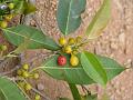 Veined-Leaf Fig