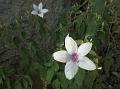 Velvety Bush-Violet