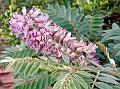 Velvety Sophora