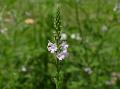 Vervain