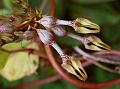 Vinca-Leaved Ceropegia