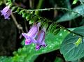 Violet Asystasia