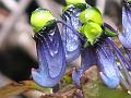 Violet Balsam