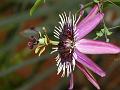 Violet Passion Flower