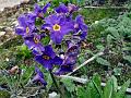 Violet Primrose