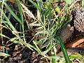 Viper Grass