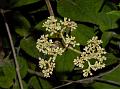 Warty Chestnut Vine