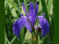 Water Iris